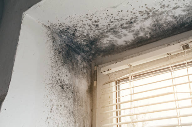 Affordable Commercial Mold Remediation solutions in Muskegon, MI